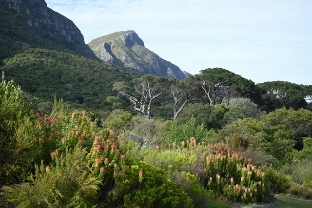 Mountain Valley with Green Shrubs and Pink Flowers in the Foreground Under a Blue Sky with Rocky Hills Beyond.”] ,
