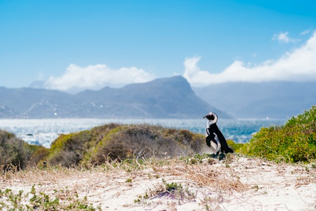 Kym-ellis-9ef3ghm3idk-unsplash - Mark Solomon Jewellers Single Penguin Standing on a Sandy Beach with Low Shrubs, Looking Toward the Ocean and Distant Mountains Under a Blue Sky.