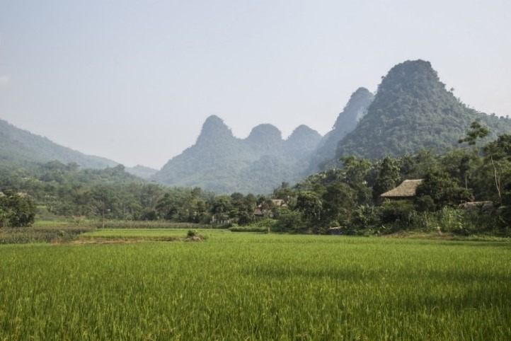 Precious-ruby-gemstones-from-vietnam - Mark Solomon Jewellers Lush Green Rice Paddies and Limestone Karst Mountains in the Luc Yen Ruby Mining Region of Vietnam.