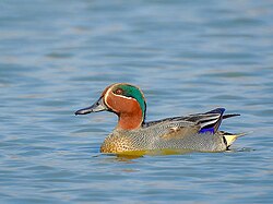 Eurasian_teal_anas_crecca_photograph_by_shantanu_kuveskar - Mark Solomon Jewellers
